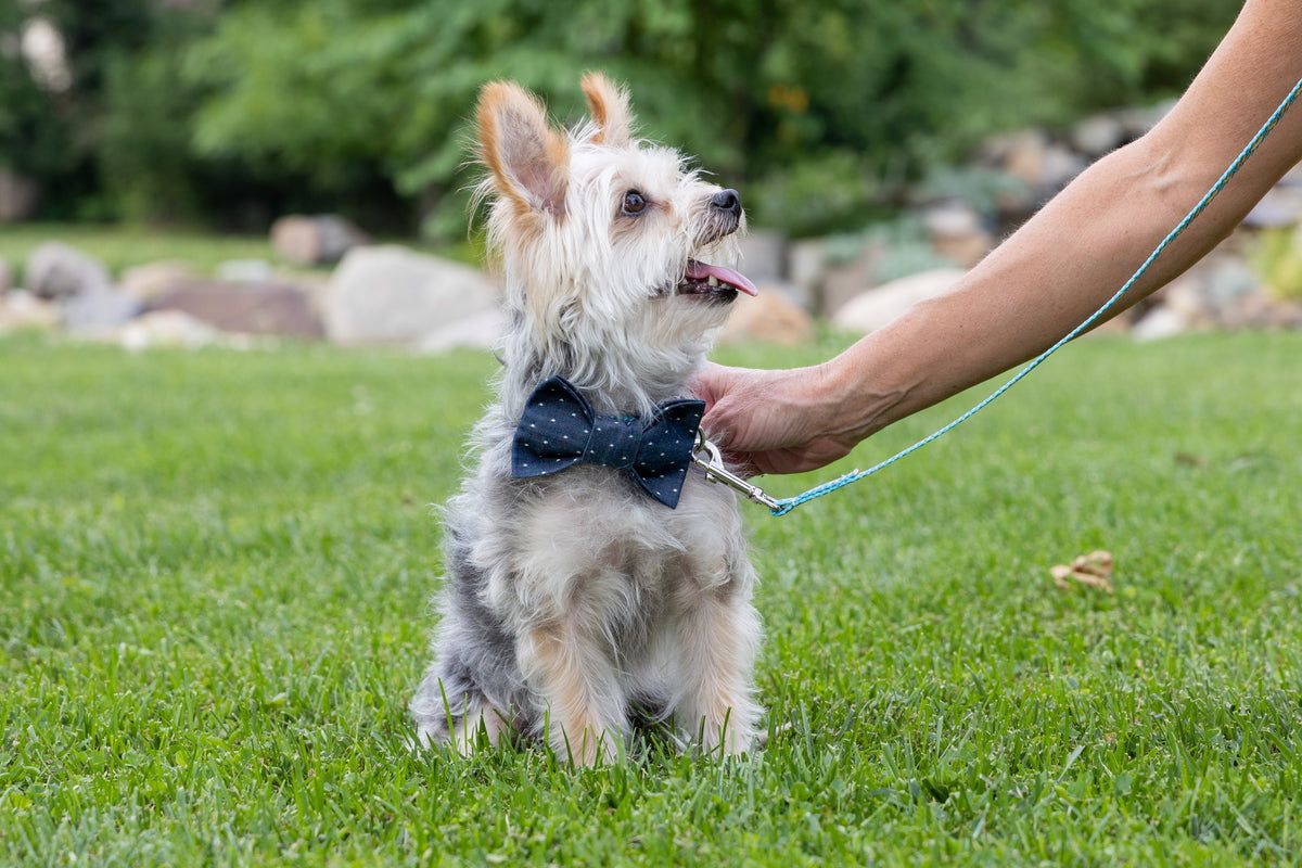 Strong Bond Between Dog and Owner