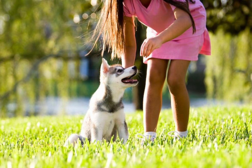 Dog Training Basics: Essential Commands and Tips