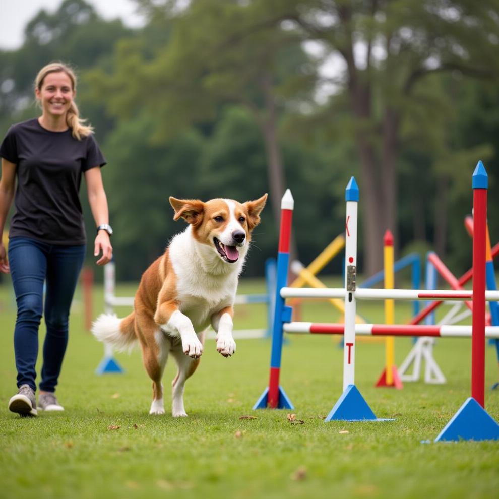 Advanced Dog Training: Navigating an Agility Course