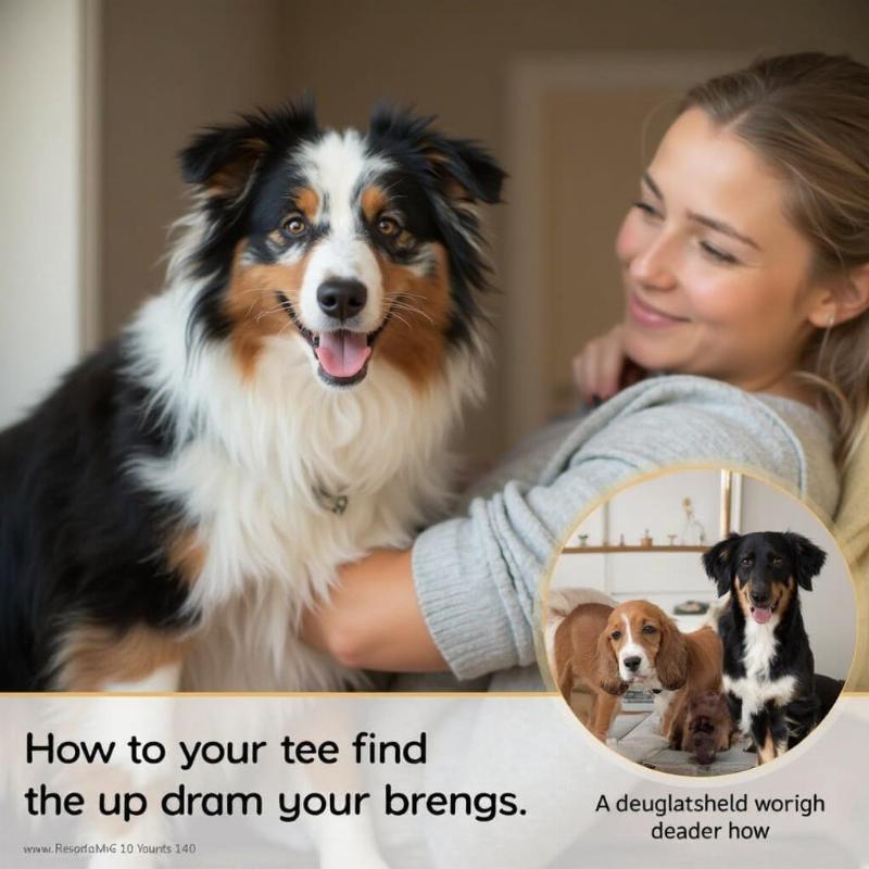 Australian Shepherd Adoption and Breeder Options