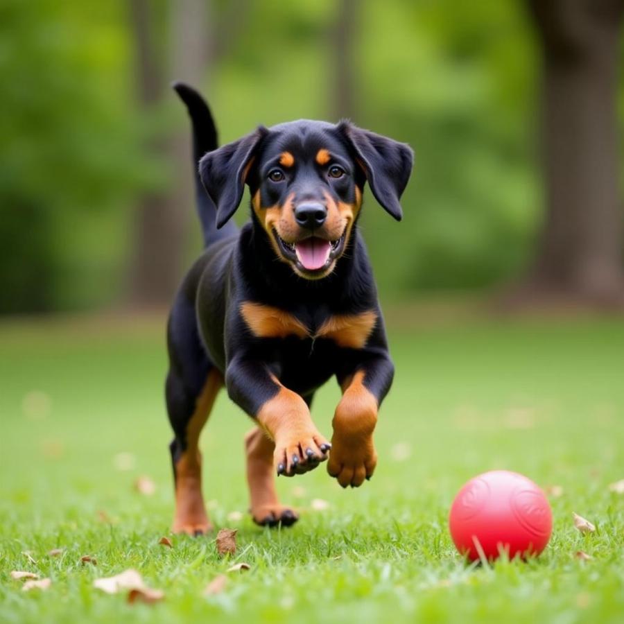 Black and Tan Coonhound Puppy Playing Fetch