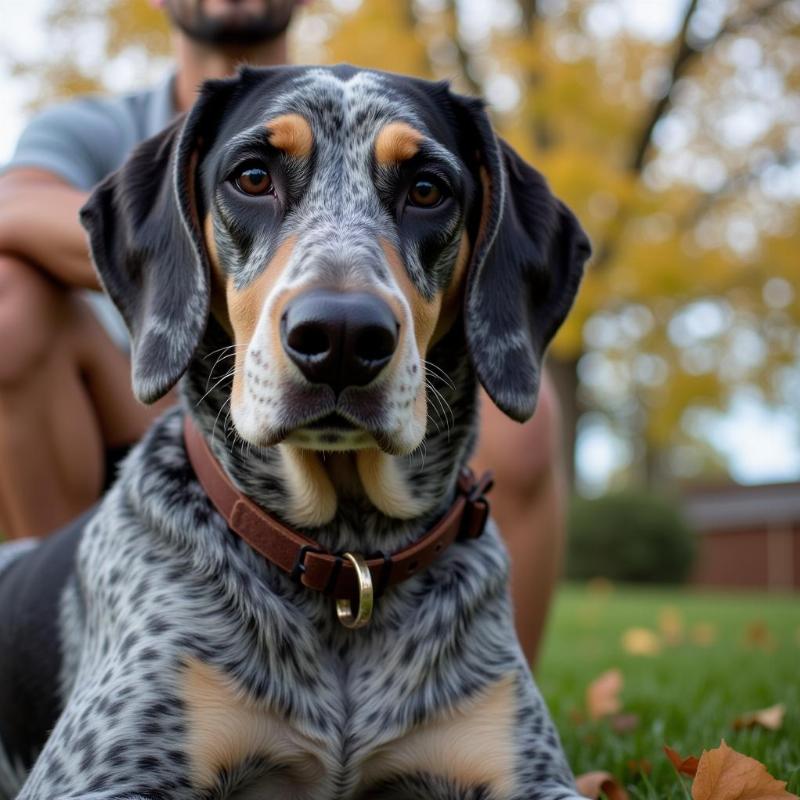 Blue Tick Coonhound Sitting with Owner