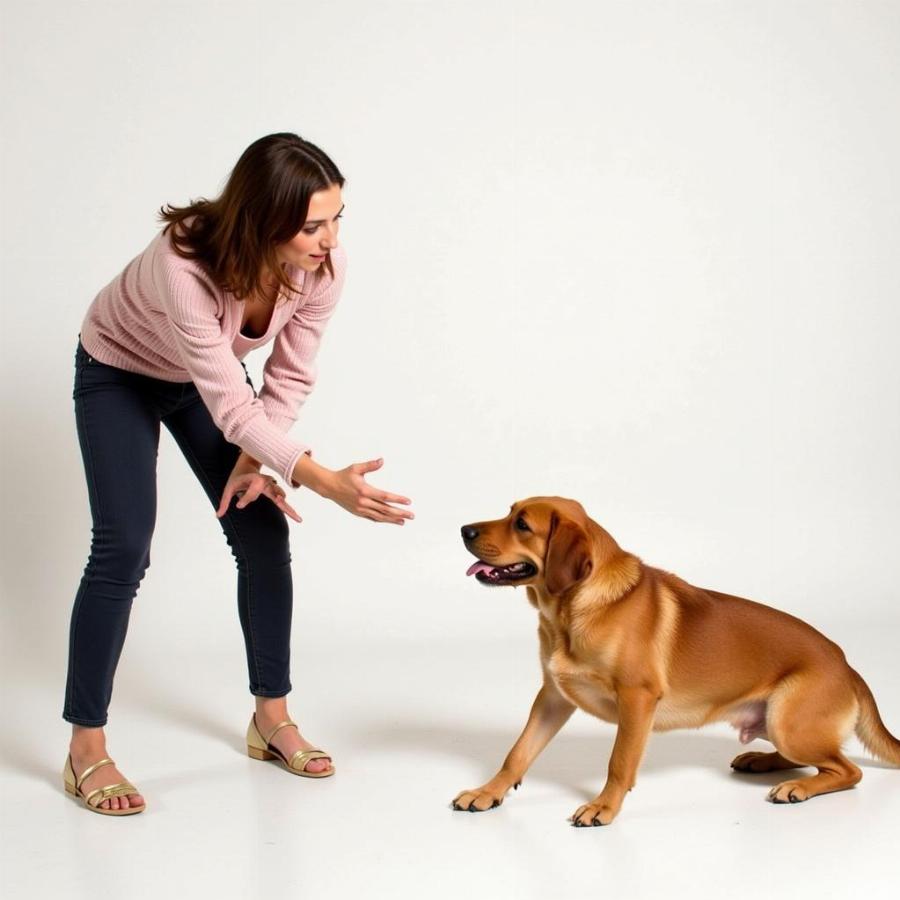 Dog Learning the Down Command with a Hand Signal