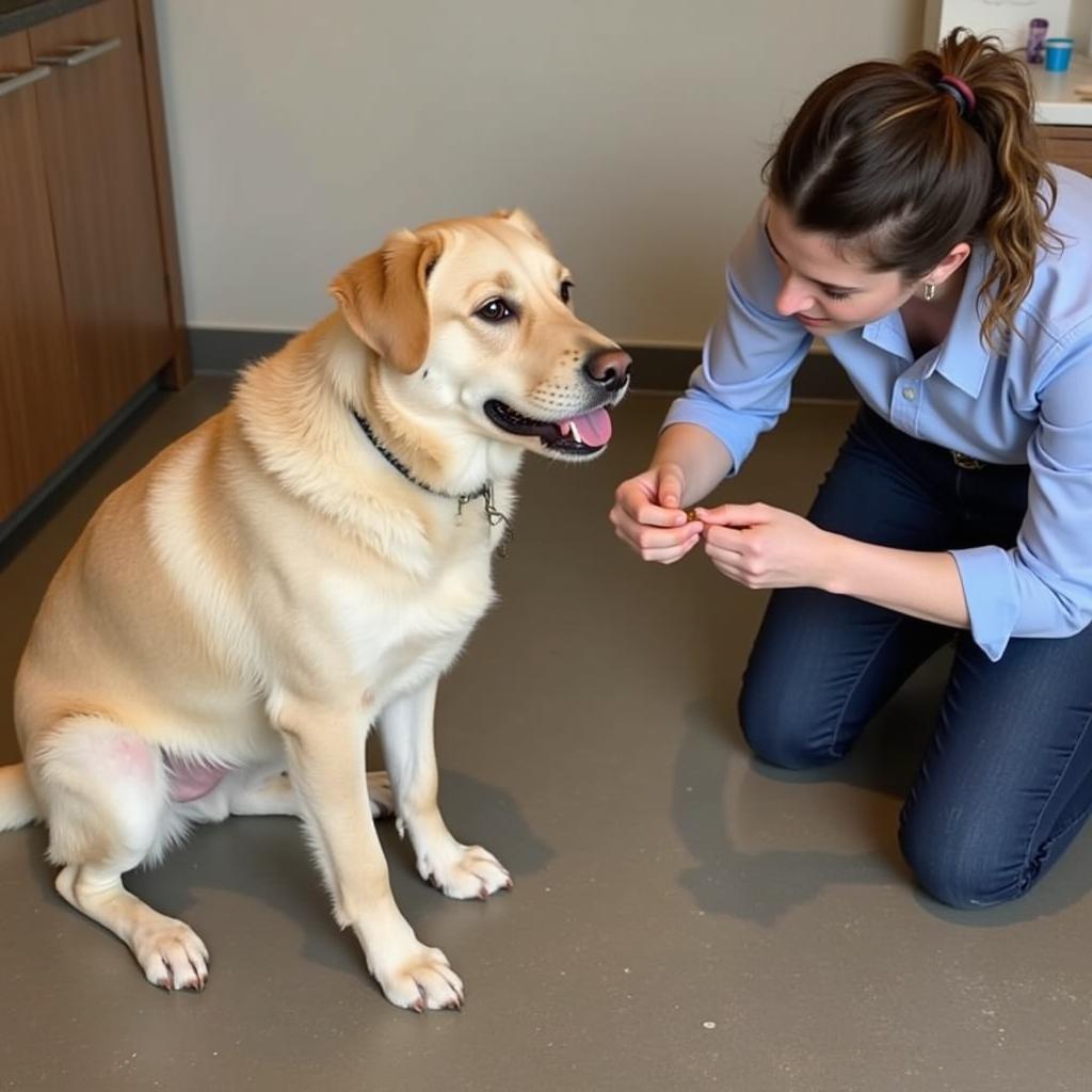 Dog undergoing positive reinforcement training for aggression