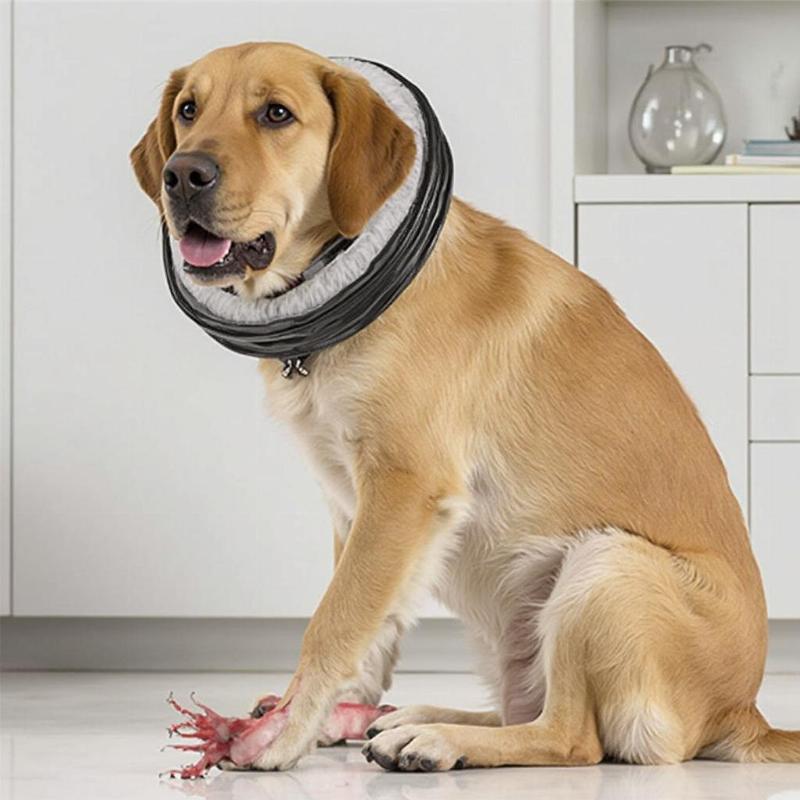 Dog Wearing an Elizabethan Collar