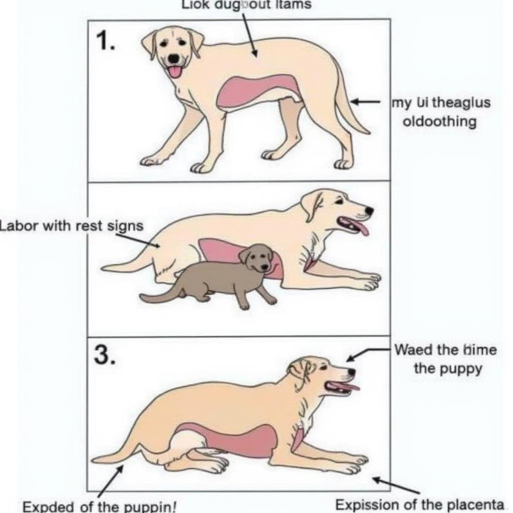 Stages of Dog Whelping