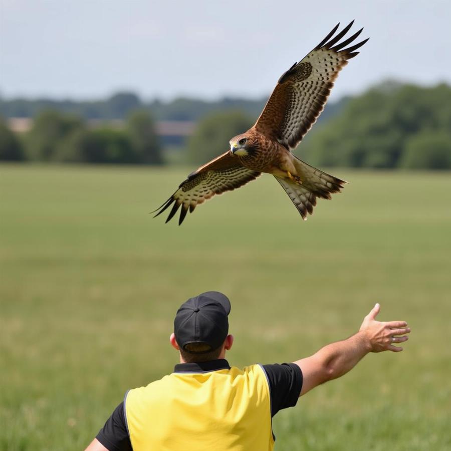 Falconry in Action: A Harris's Hawk Soaring with its Falconer