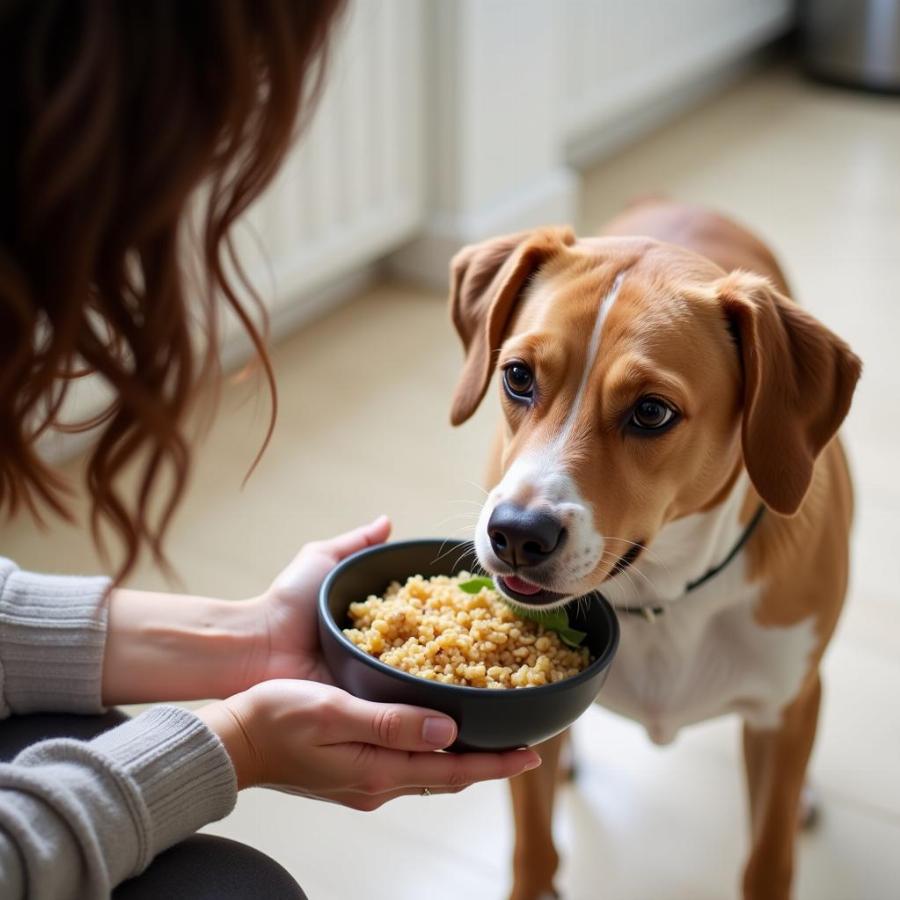 Feeding a dog with an upset stomach small, frequent meals of bland food.