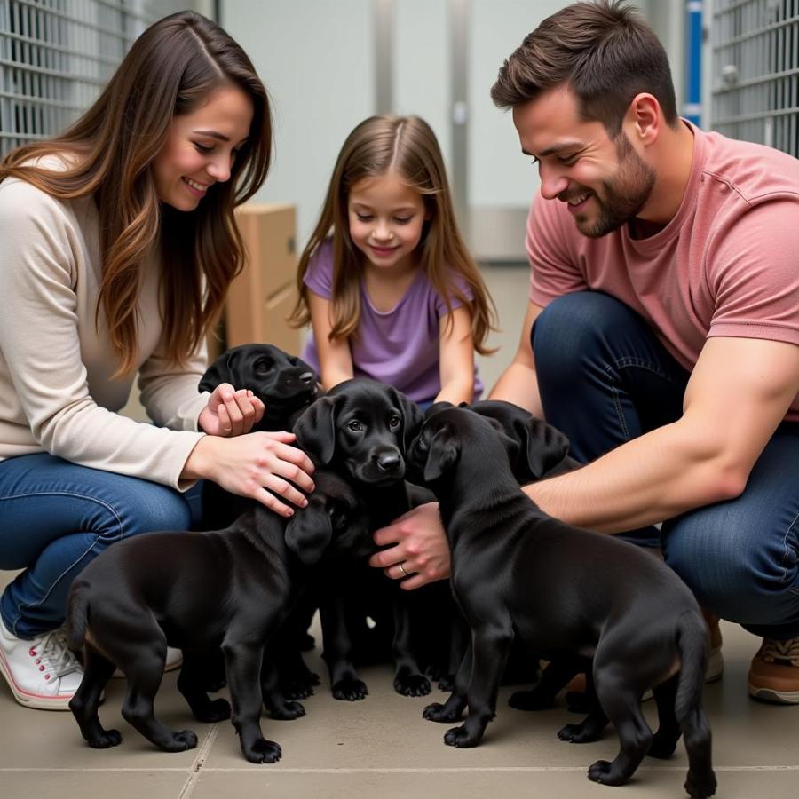 Meeting Black Lab Puppies at a Shelter