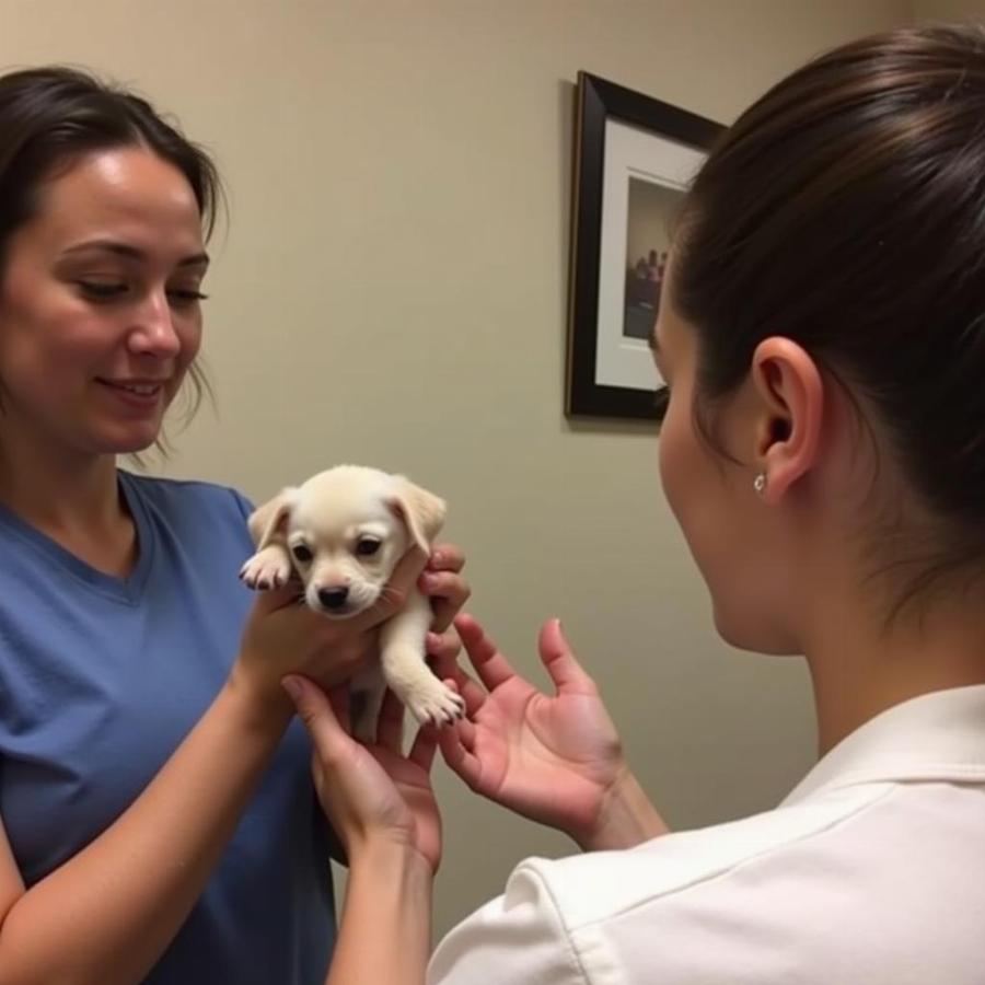 Meeting a Micro Teacup Puppy and its Breeder