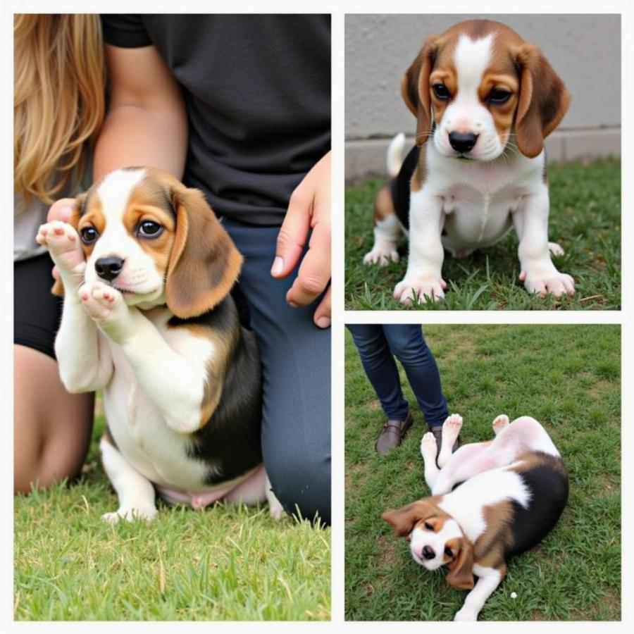 Puppy Performing Intermediate Tricks: Shake, Roll Over, Play Dead