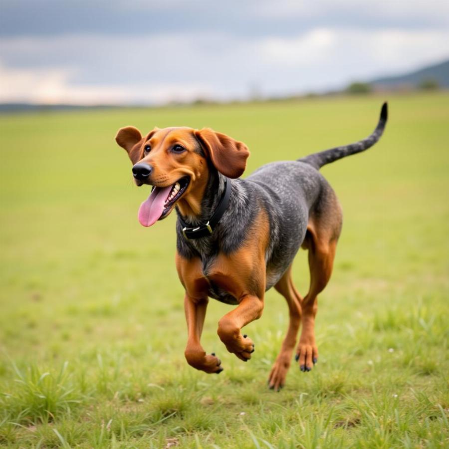 Red haired blue tick hound running in a field