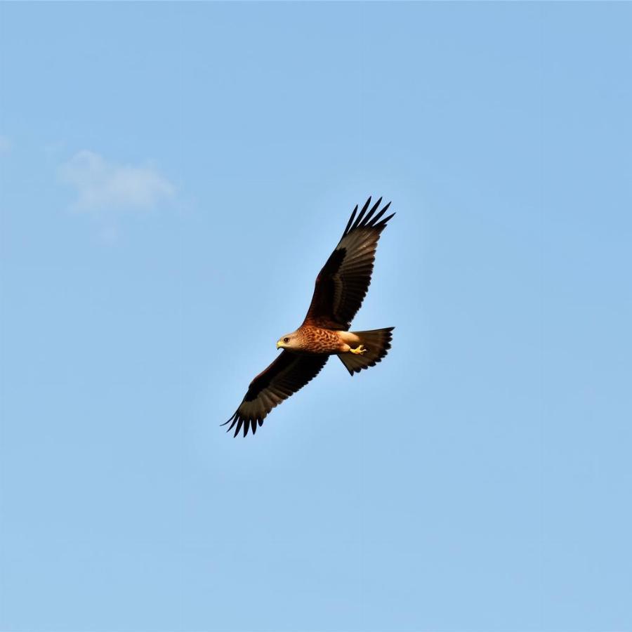 Red-Tailed Hawk Soaring During a Hunt