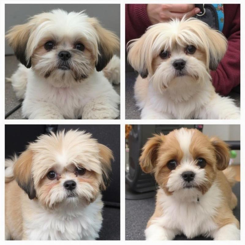 Different Shih Tzu Grooming Styles: Puppy Cut, Teddy Bear Cut, Lion Cut