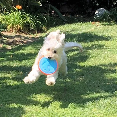 A 10-year-old Labradoodle named Anabelle celebrating her birthday with a toy.
