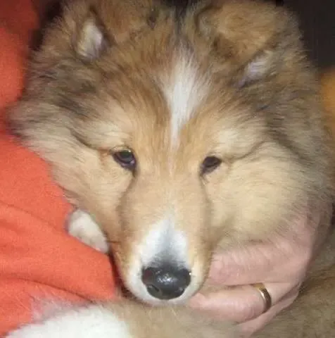 A 12-week-old tri-color Sheltie puppy, Mosby, cuddling closely with his human for comfort