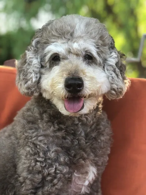 A 13-year-old Labradoodle named Chili Pepper, a gorgeous senior girl.