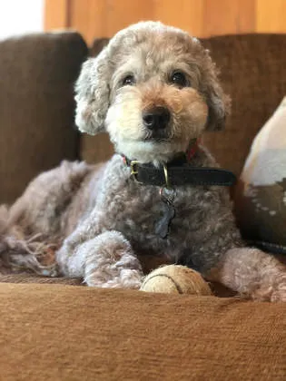 A 13-year-old Labradoodle named Chili Pepper, celebrating her birthday.