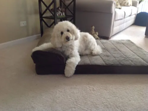 A 13-year-old Labradoodle named Cody, semi-retired from therapy dog work, enjoying life.