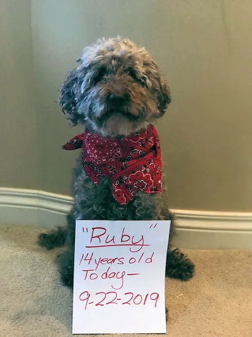 A 14-year-old Labradoodle named Ruby Pankratz, looking special on her birthday.