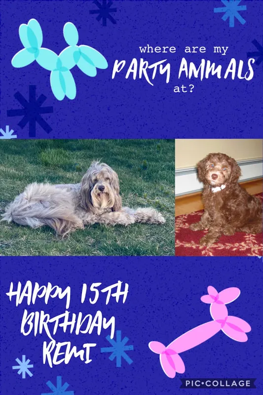 A 15-year-old Labradoodle named Remi posing for a photo, showing her enduring charm.