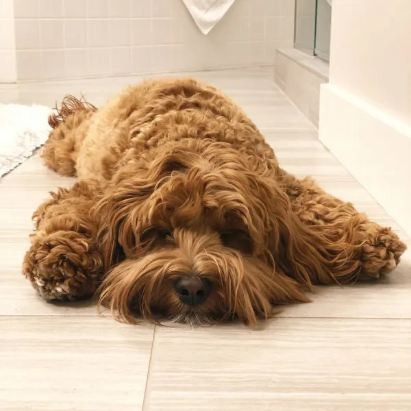 A 16-month-old Labradoodle named Gracie, described as "Best dog ever!".
