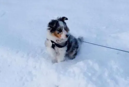 A 2-month-old Sheltie puppy, Frosya, with a thick coat, well-equipped for winter conditions