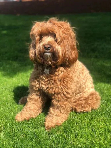A 2-year-old Labradoodle named Gracie, looking happy and healthy.