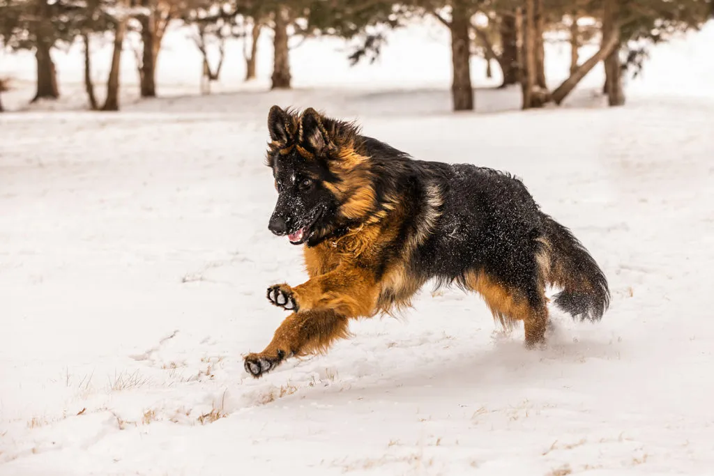 A 3-month-old German Shepherd puppy, expertly posed for a professional portrait, highlighting its expressive eyes and sleek coat.