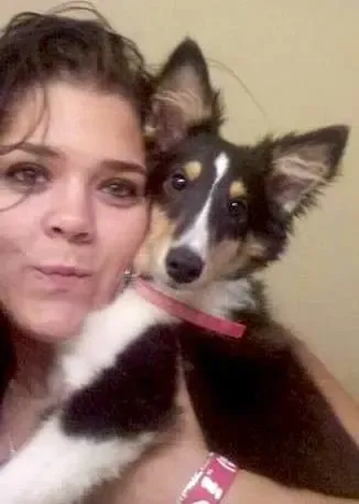 A 3-month-old sable Sheltie puppy, Molly, with alert ears, listening intently