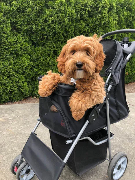 A 5-month-old Labradoodle named Gracie, looking cute and playful.