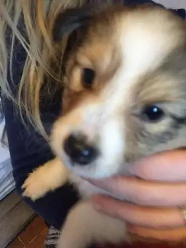 A 5-week-old sable Sheltie puppy, Rupert, playfully trying to engage with the viewer through the screen