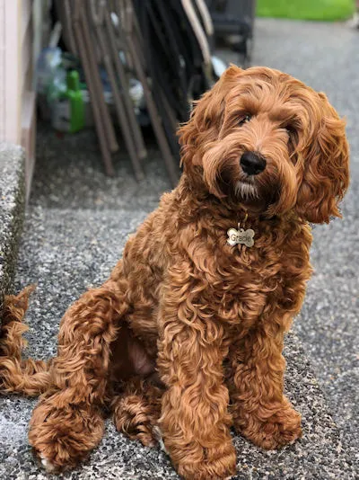 A 7-month-old Labradoodle named Gracie, growing up beautifully.
