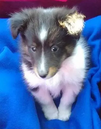 A 7-week-old tri-color Sheltie puppy, Zoe, looking innocent on her first car ride