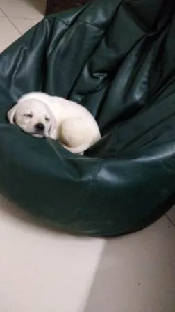 A adorable Labrador puppy relaxing comfortably in a home environment in Bangalore