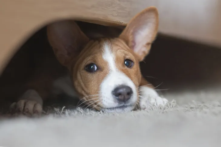 A Basenji puppy hiding under furniture, illustrating a dog experiencing fear or anxiety for which ace dog medication could be considered as a sedative.