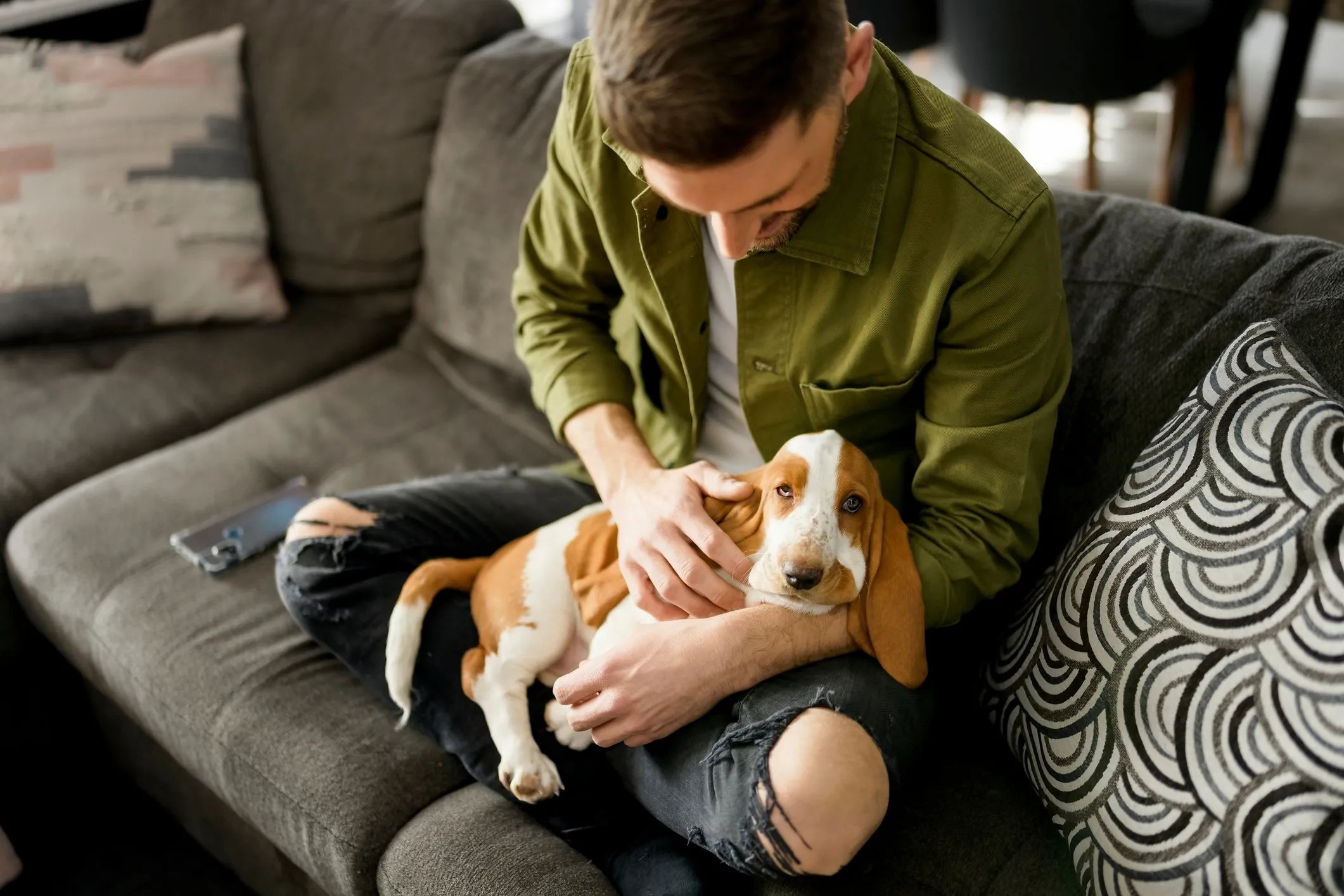 A Basset Hound puppy with long ears