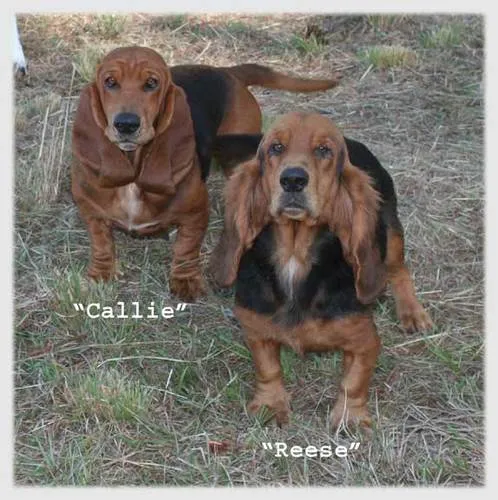 A Basset Hound with a long coat sitting next to a person's leg