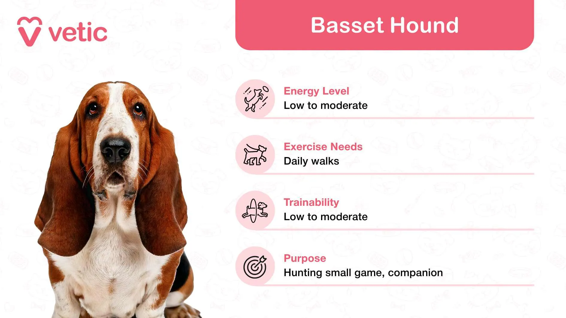 A Basset Hound with droopy ears, representing a gentle and affectionate friendly dog breed for families in India.