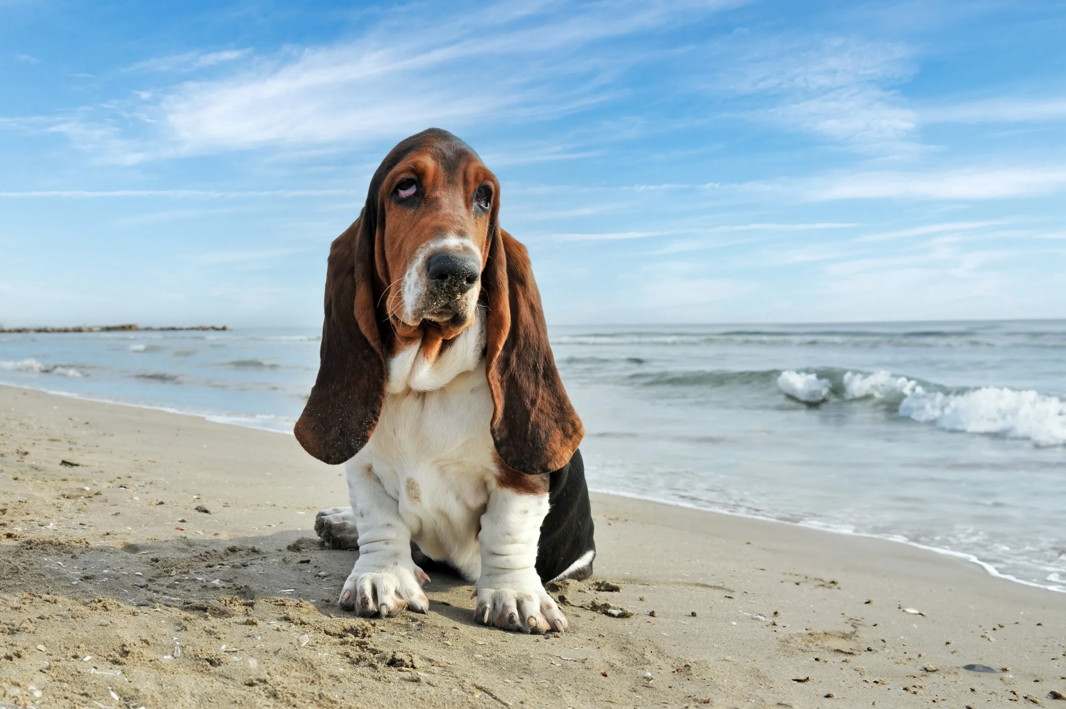 A Basset Hound with soulful eyes sitting on a beach