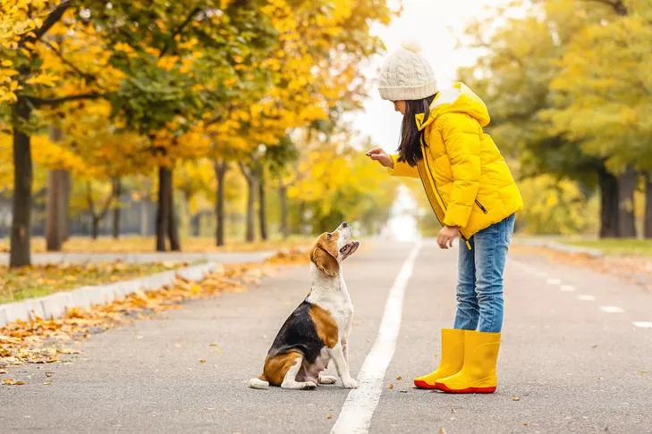 A beagle sitting calmly in a park next to a young girl, demonstrating good behavior during 'leave it' training in a distracting outdoor environment.