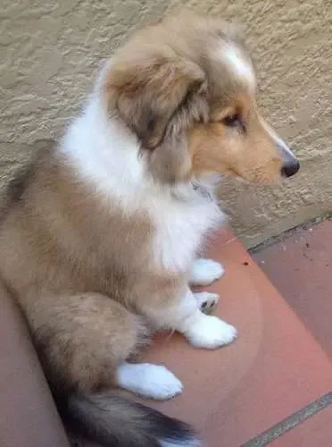 A beautiful 10-week-old sable Sheltie puppy, Bailey, sitting in a garden with flowers