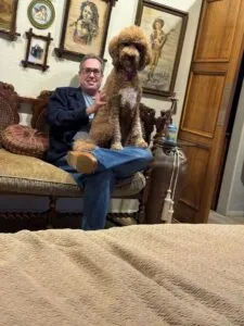 A beautiful adult fox red toy poodle with a playful expression, showcasing the breed's ideal temperament.