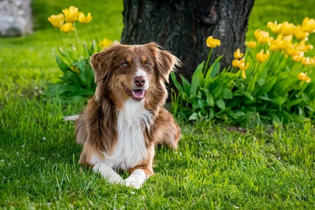 A beautiful Australian Shepherd Dog with a striking blue merle coat, demonstrating the colorful variety among shepherd dog breeds.