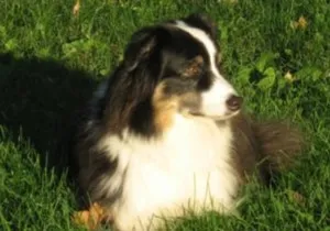 A beautiful black tri-color Australian Shepherd, representing the standard size and classic coloring often seen in Aussie puppies.