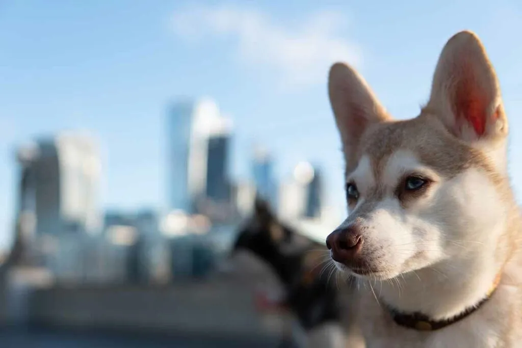A beautiful Copper Alaskan Klee Kai dog, illustrating the unique characteristics potential owners look for when seeking toy Klee Kai puppies for sale.