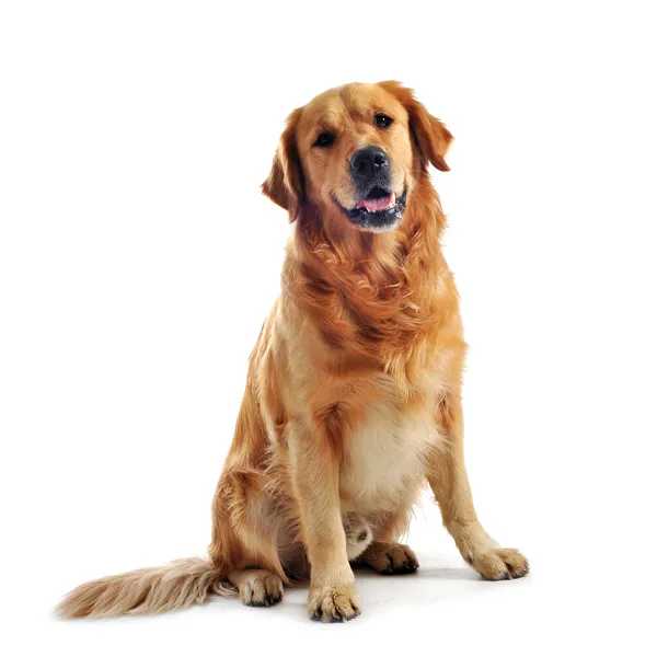 A beautiful Golden Retriever, a popular choice for pheasant hunting and retrieving, alertly observing its surroundings in a field.