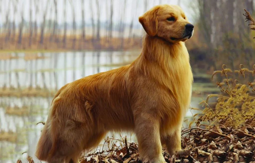 A beautiful Golden Retriever with a rich, dark red coat, looking friendly and gentle.