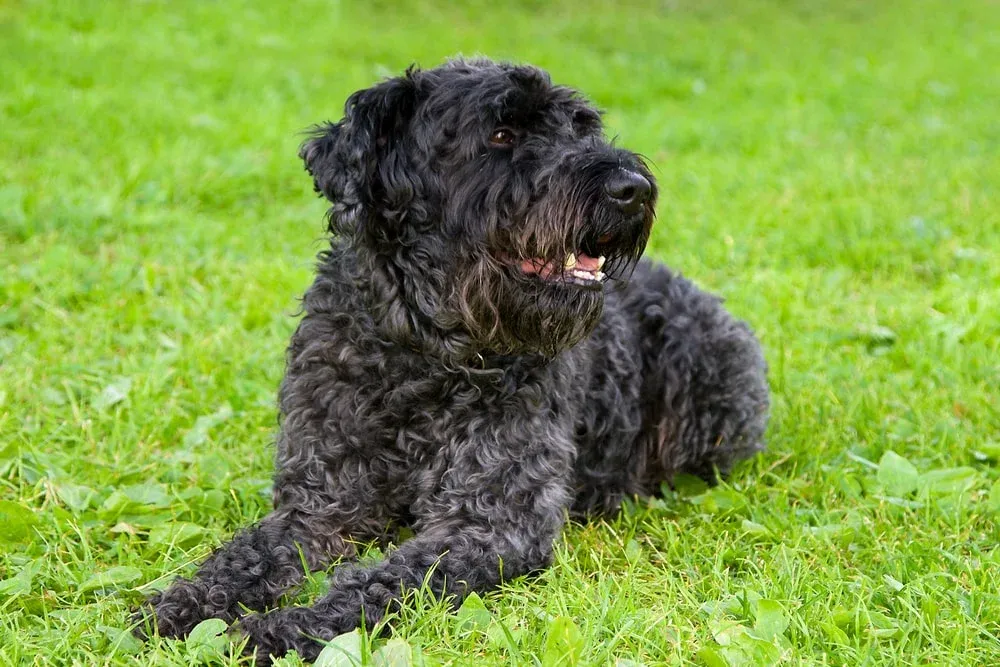 A beautiful Kerry Blue Terrier with its distinctive blue-grey, low-shedding coat.