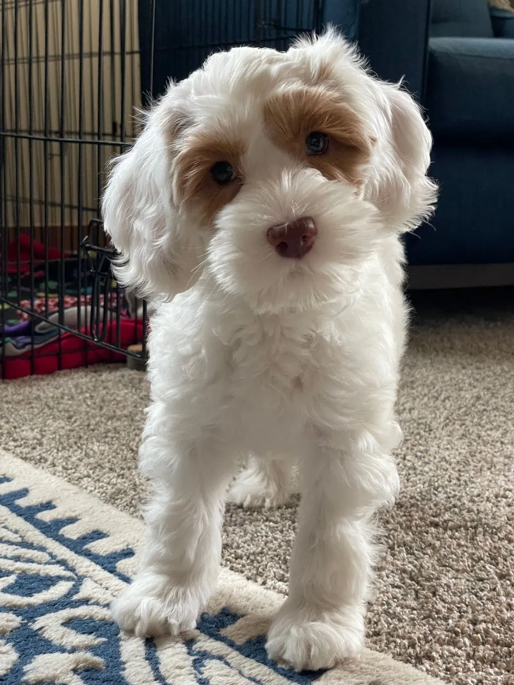 A beautiful Labradoodle named Bella sitting elegantly outdoors with a calm expression.